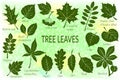 Leaves of Plants Pictogram Set Royalty Free Stock Photo