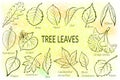 Leaves of Plants Pictogram Set