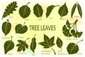 Leaves of Plants Pictogram Set