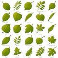 Leaves of Plants, Set Royalty Free Stock Photo
