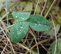 The leaves of the plants with water droplets