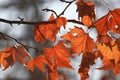 The leaves of Platanus orientalis Linn Royalty Free Stock Photo