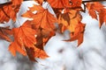 The leaves of Platanus orientalis Linn Royalty Free Stock Photo