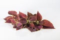 Leaves of Plectranthus scutellarioides, coleus or Miyana or Miana leaves or Coleus Scutellaricides Royalty Free Stock Photo