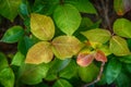 Leaves of Poison Ivy plant Royalty Free Stock Photo
