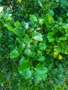 the leaves of the polyscias plant & x28;geranium aralia& x29; grow abundantly in the front garden of the house