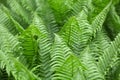 Leaves of Polystichum ferns Royalty Free Stock Photo