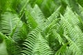 Leaves of Polystichum ferns Royalty Free Stock Photo