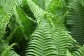 Leaves of Polystichum ferns Royalty Free Stock Photo