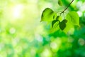 Leaves of poplar