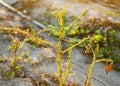 Leaves Of Potato With Diseases. Plant Of Potato Stricken Phytophthora Phytophthora Infestans In the field. Close Up. vegetables