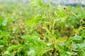 Leaves Of Potato With Diseases. Plant Of Potato Stricken Phytophthora Phytophthora Infestans In the field. Close Up. vegetables.