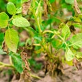 Leaves Of Potato With Diseases. Plant Of Potato Stricken Phytophthora Phytophthora Infestans In the field. Close Up. vegetables