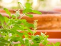 Leaves and pots