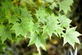 Leaves of prickly castor-oil tree Kalopanax septemlobus Thunb. Koidz