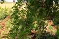 Leaves of the Prosopis Cineraria Tree