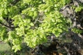 Leaves of pubescent oak