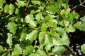 Leaves of pubescent oak Royalty Free Stock Photo