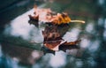 Leaves in the puddle