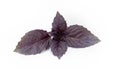 The leaves of purpl Basil on a white background