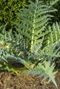 Leaves of a purple globe artichoke plant (cynara cardunculus var. scolymus) in afternoon light Royalty Free Stock Photo