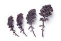 Leaves of purple kale Royalty Free Stock Photo