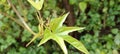 leaves of purple yam plant, green leave Royalty Free Stock Photo