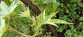 leaves of purple yam plant, green leave Royalty Free Stock Photo