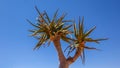 Leaves of the Quiver Tree, Aloe dichotoma, Namibia Royalty Free Stock Photo