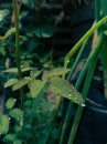 Leaves after rain that cause wetness