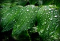 Leaves with rain droplets Royalty Free Stock Photo