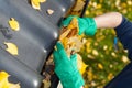 Leaves in rain gutter Royalty Free Stock Photo