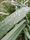 Leaves after rain