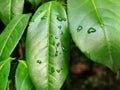 Leaves after rain Royalty Free Stock Photo