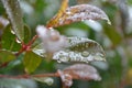 Leaves after the rain with water droplets hanging Royalty Free Stock Photo