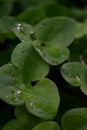 Leaves with raindrops and sunlight Royalty Free Stock Photo