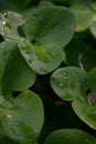 Leaves with raindrops and sunlight