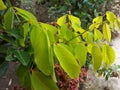 The leaves of the rambutan tree are included in the compound leaf