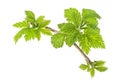 Leaves of raspberry on a white background Royalty Free Stock Photo