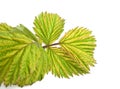 Leaves of raspberry on white background Royalty Free Stock Photo