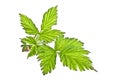 Leaves of raspberry on white background Royalty Free Stock Photo