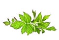 Leaves of raspberry on white background Royalty Free Stock Photo