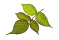 Leaves of raspberry on white background Royalty Free Stock Photo