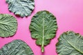 Leaves of rastan Collard greens, collards . Copy space