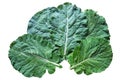 Leaves of rastan Collard greens - popular leafy vegetables in Balkan cuisine. Isolated on white