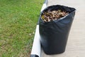 Leaves in recycle bag.