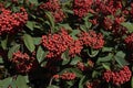 Branch of Cotoneaster lacteus shrub