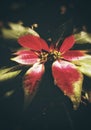 A leaves with red and green color combination