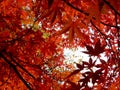 Leaves of red japanese autumn maple against the sky, selective focus, blurred background Royalty Free Stock Photo