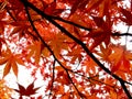 Leaves of red japanese autumn maple against the sky, selective focus, blurred background Royalty Free Stock Photo